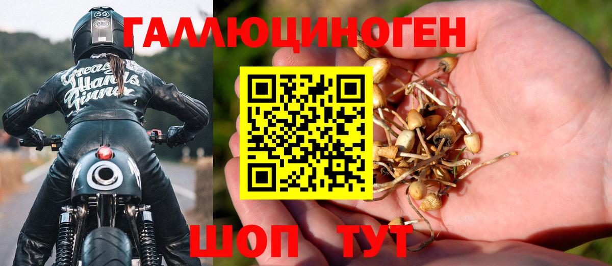 Псилоцибиновые грибы Cubensis Кунгур
